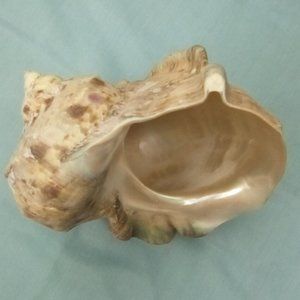 Medium conch shell